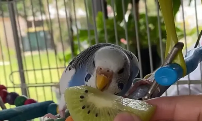 Can parrots eat kiwi seeds?