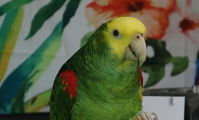 Why do parrots eyes dilate when they talk?