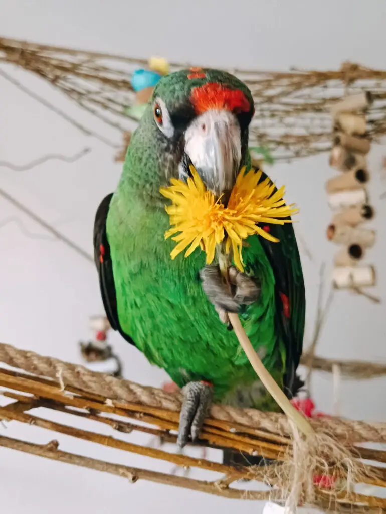 can amazon parrot eat flowers?