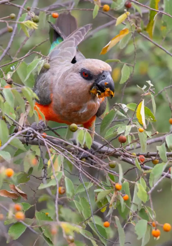can grey headed parrot eat flowers
