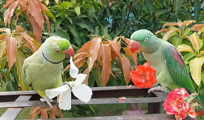 can parrot eat flowers?