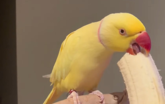 Can Parrots Eat Bananas?