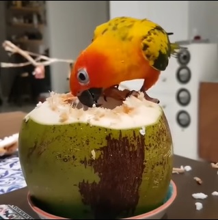 can birds eat dried coconut?