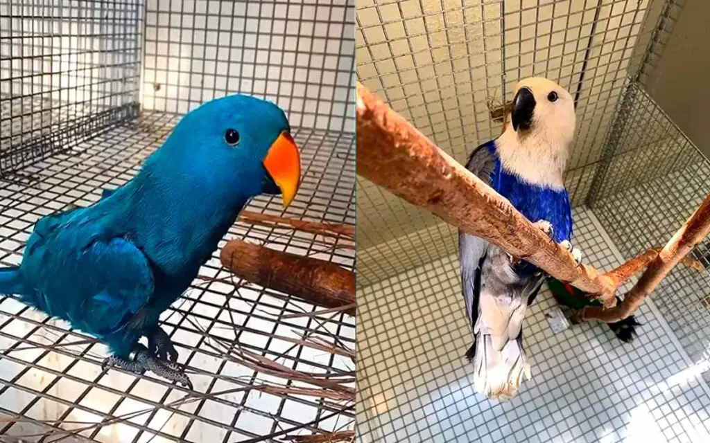 Eclectus Parrot vs African Grey