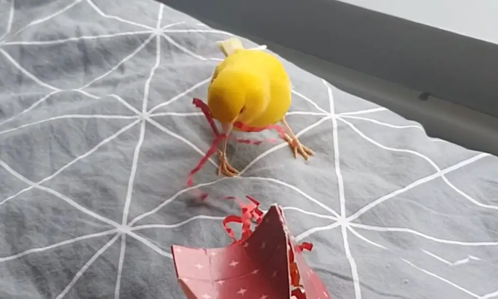 Canary vs Budgie