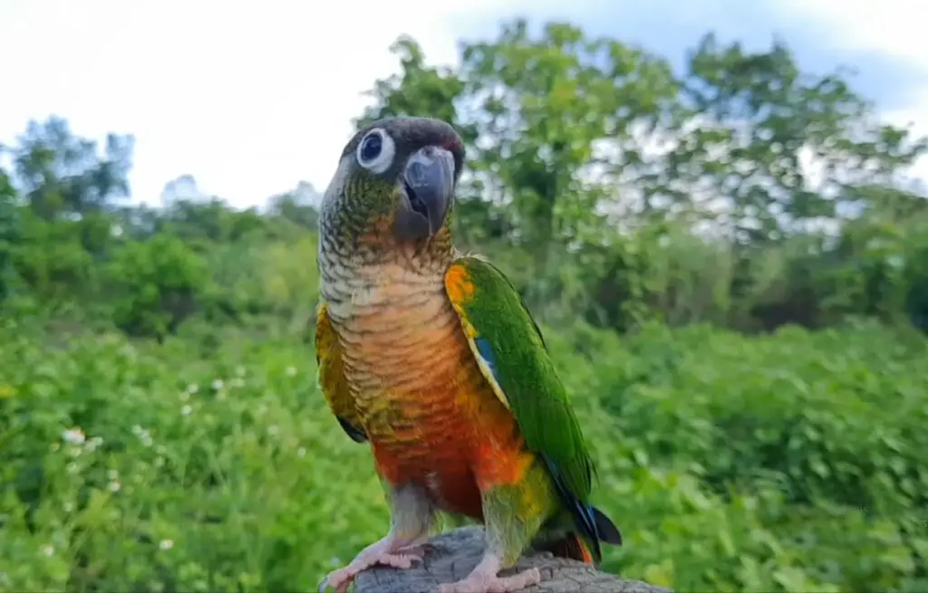 Conures Can Eat Green Beans!