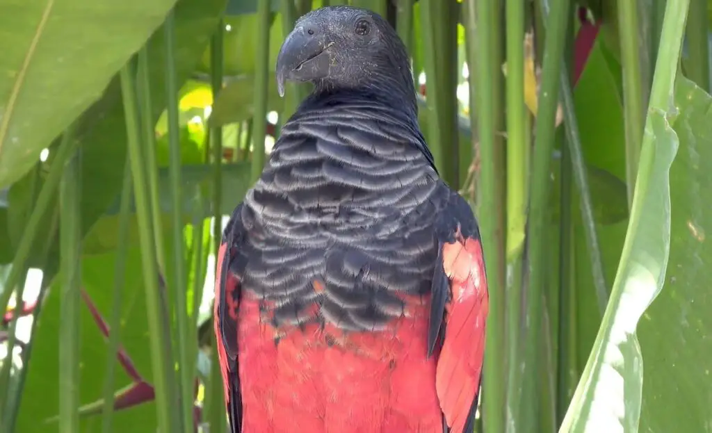 Can I have a Dracula Parrot as a Pet?