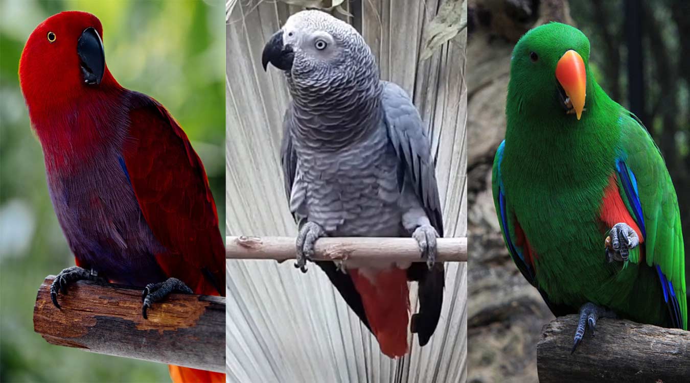 Eclectus Parrot vs African Grey