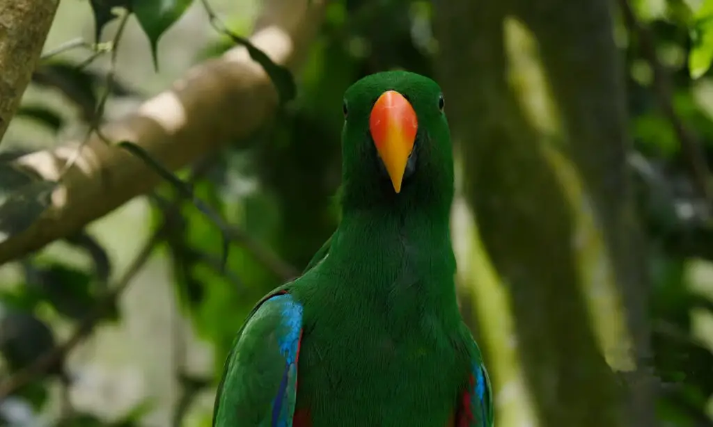 Eclectus Parrot vs African Grey