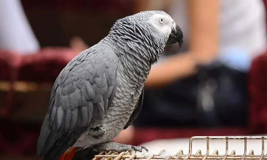 Eclectus Parrot vs African Grey