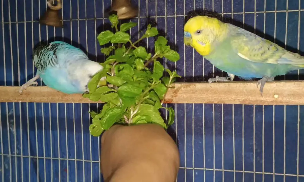 Is Peppermint Safe for Budgerigar