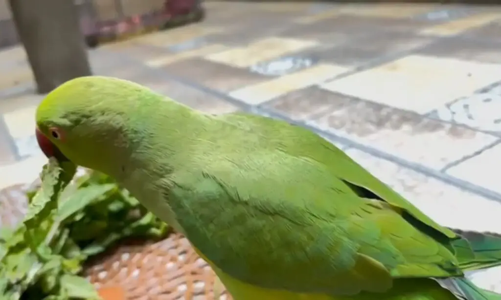 Is Peppermint Safe for Parrots