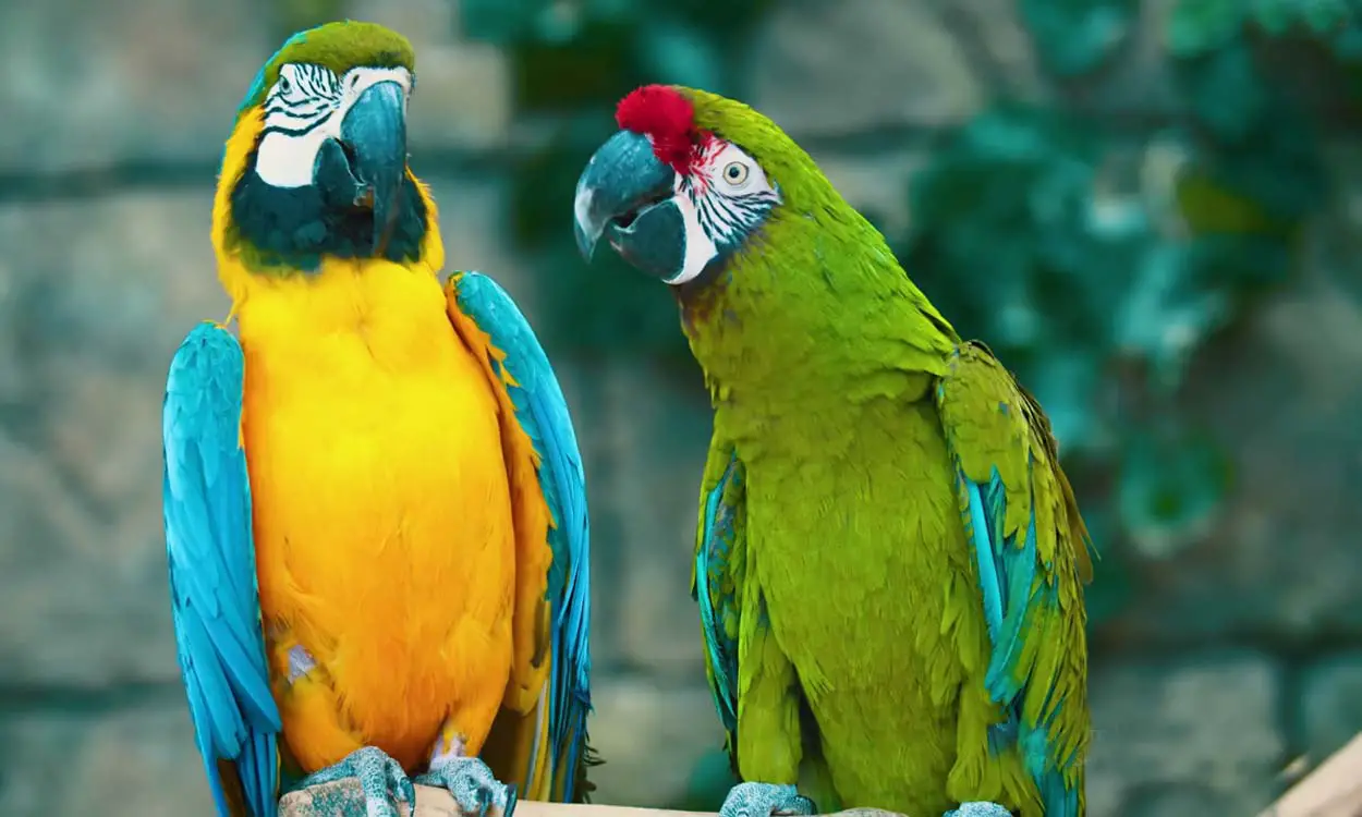 Are Macaws Good for Beginners?