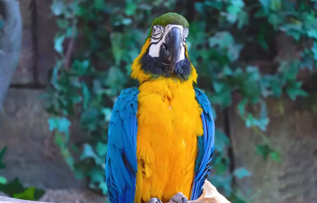 Are Macaws Good for Beginners?