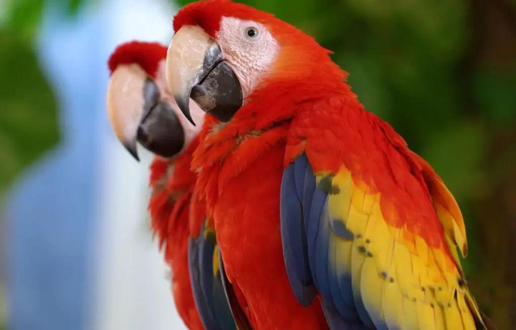 Are Macaws Good for Beginners?