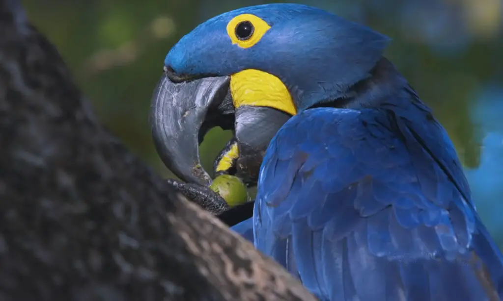 Are Macaws Good for Beginners?