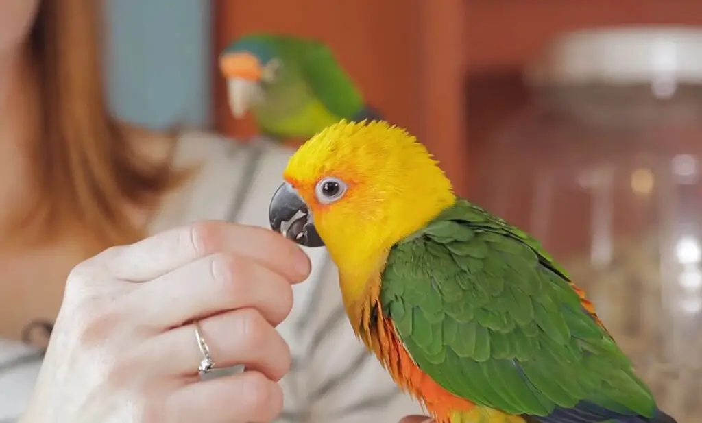 Jenday Conure vs Sun Conure.