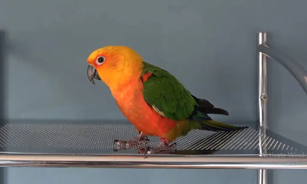 Jenday Conure vs Sun Conure.