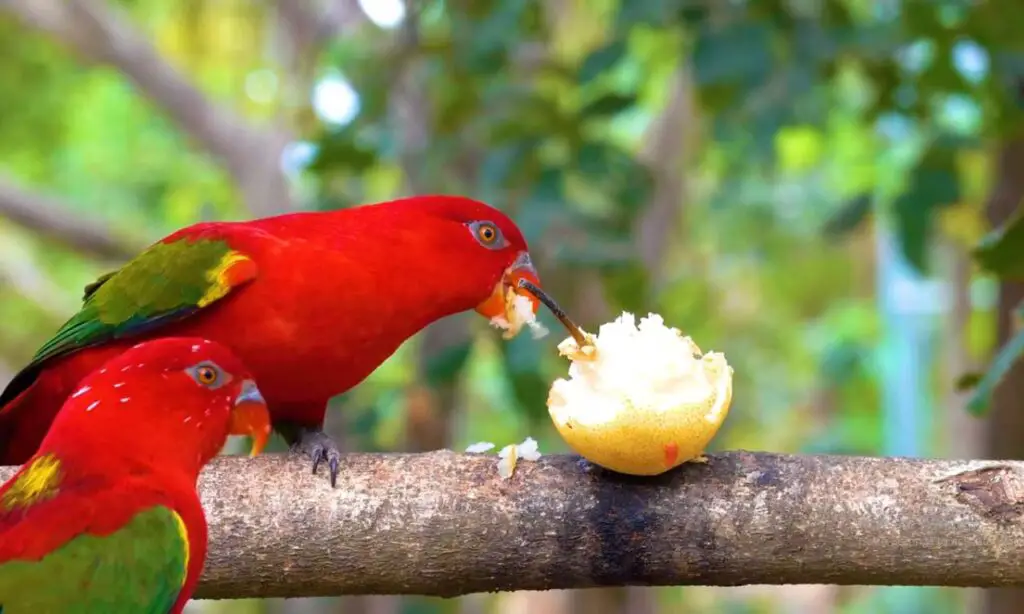 Is Porcelain Enamel Cookware Safe for Birds?