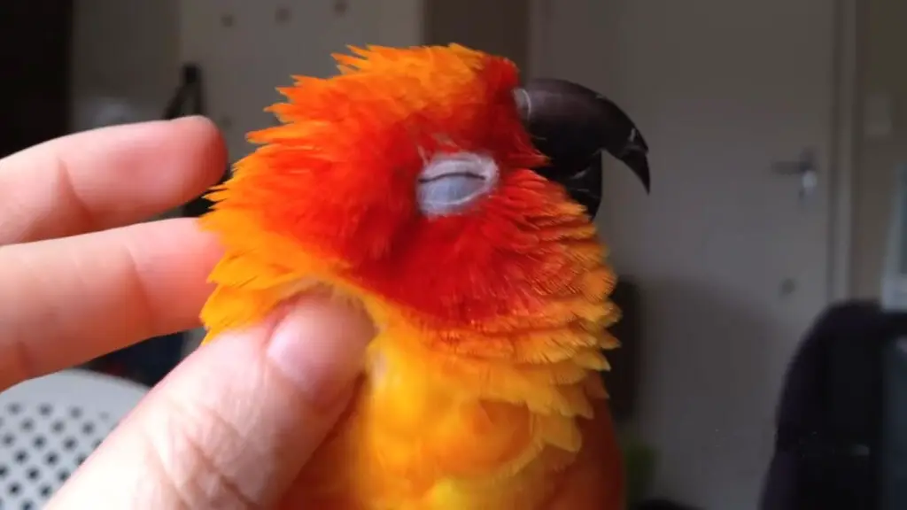 sun conure