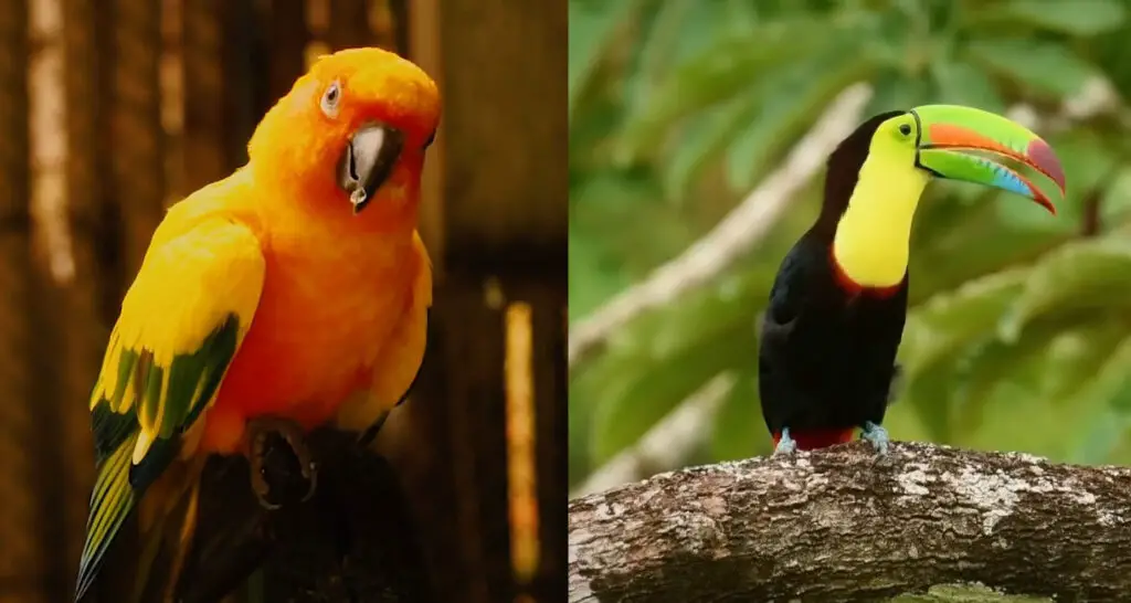 Toucan vs Parrot