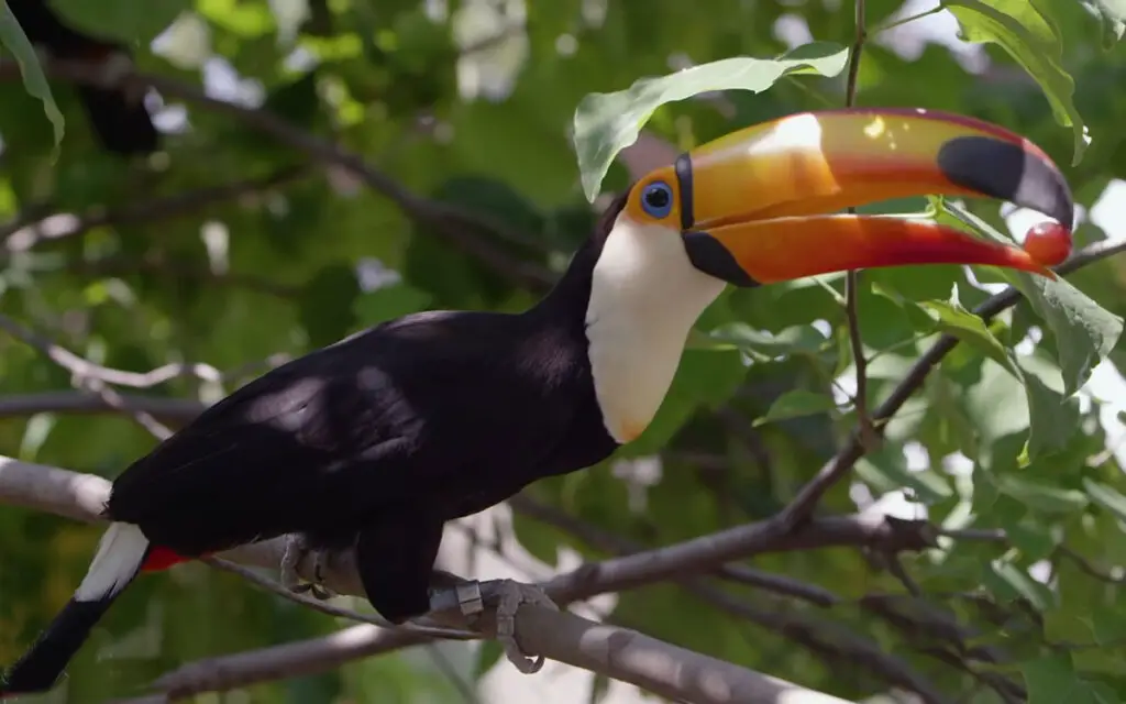 Toucan vs Parrot