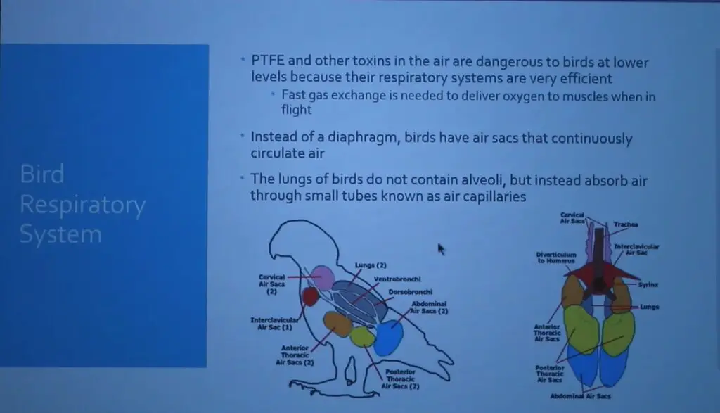 Is Hydrolon Safe for Birds?