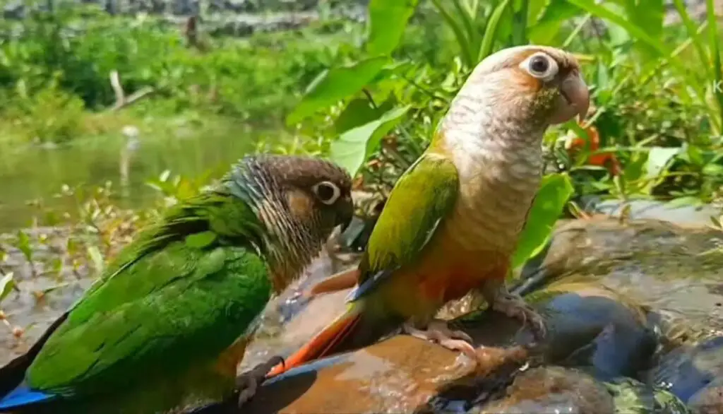 Dusky Conure vs Green Cheek