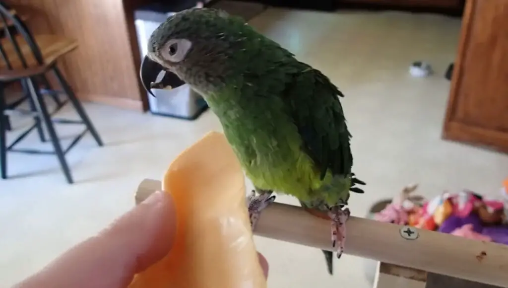 Dusky Conure vs Green Cheek