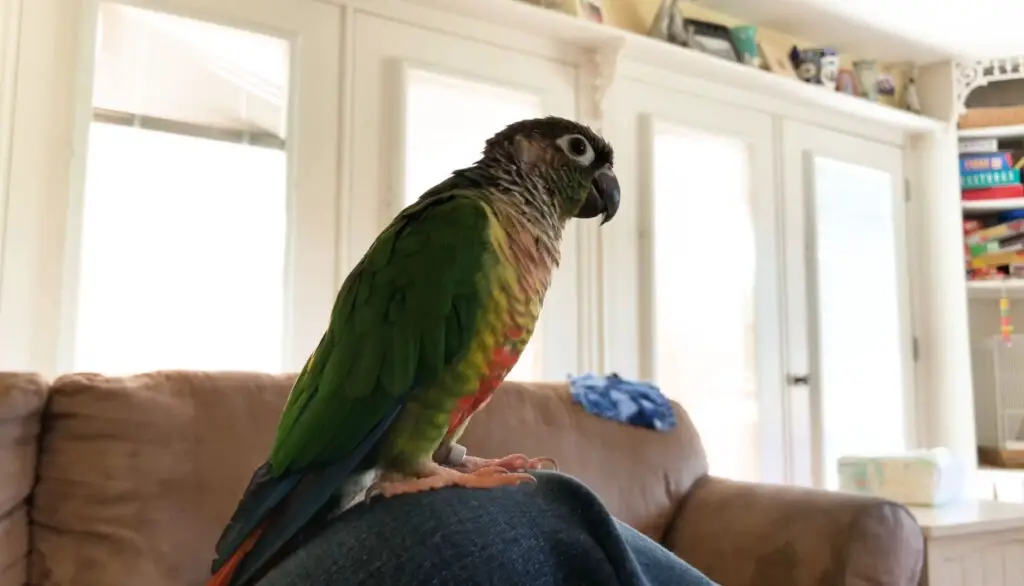 Dusky Conure vs Green Cheek