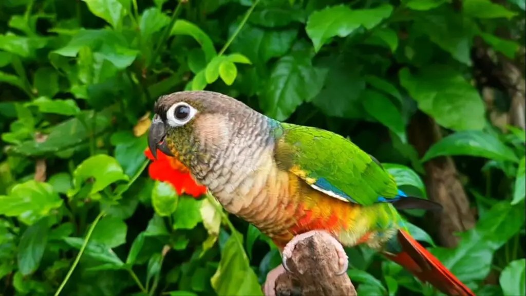 Dusky Conure vs Green Cheek