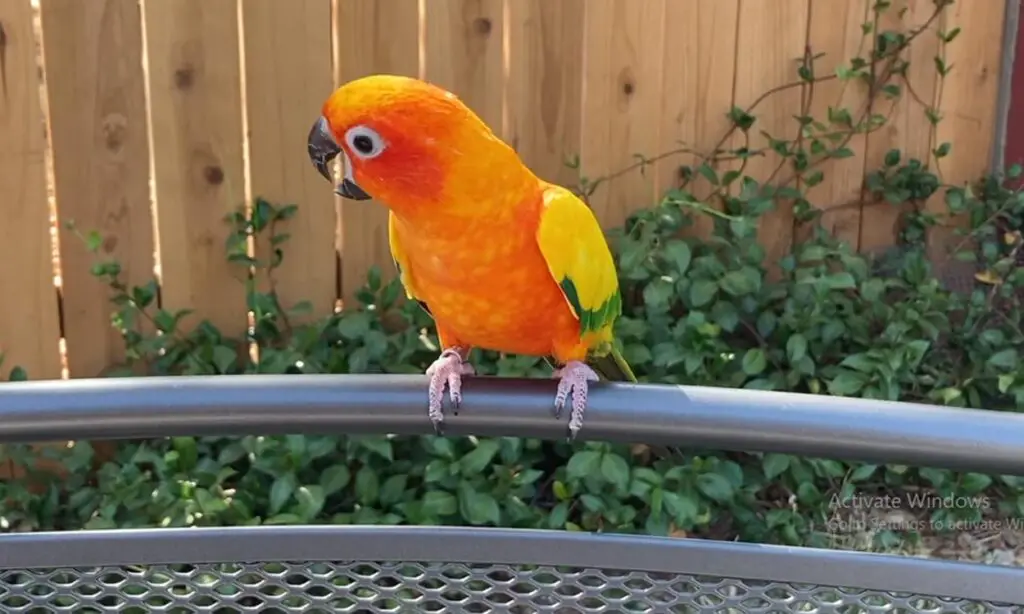 Jenday Conure vs Sun Conure