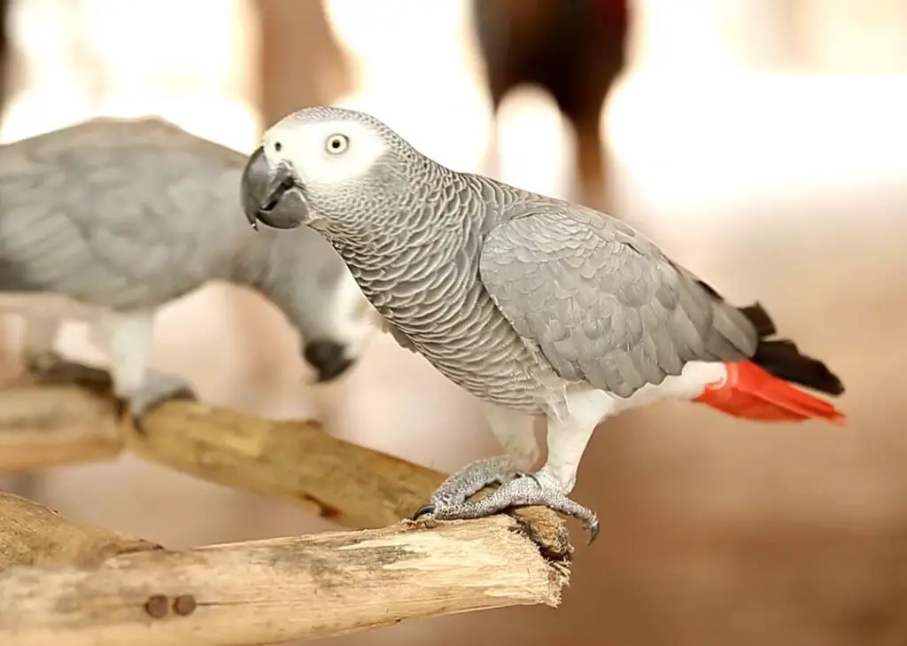 Cockatoo vs African Grey