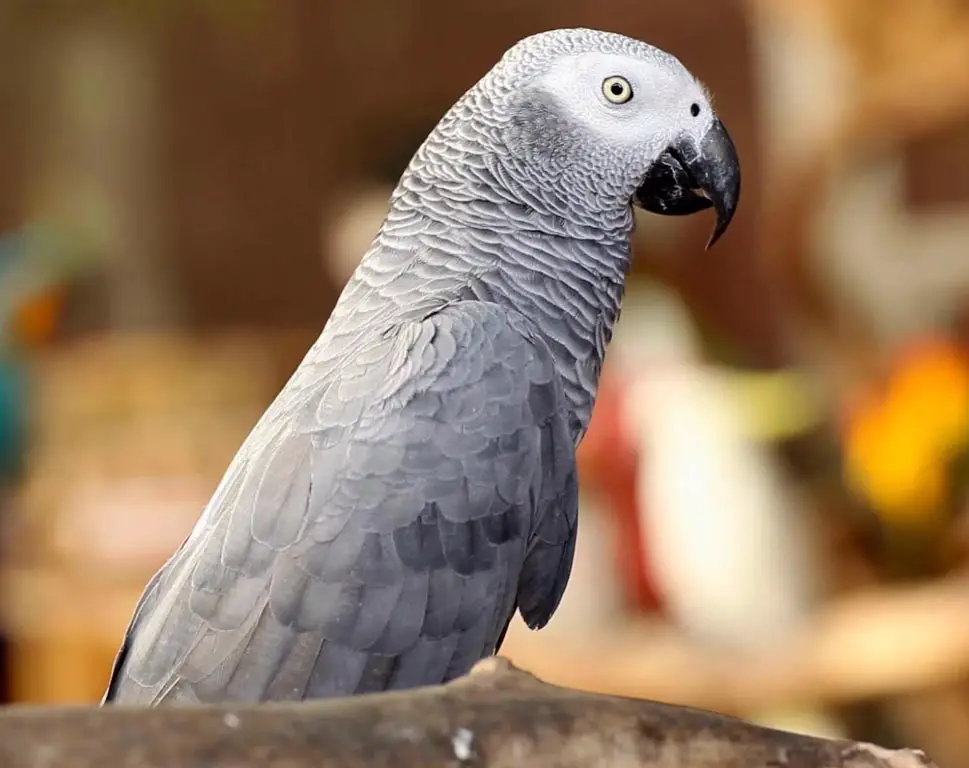 Cockatoo vs African Grey