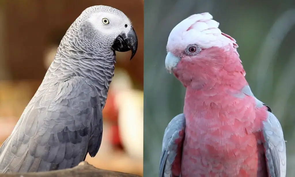 Cockatoo vs African Grey: Which is the Best Bird for Your Home ...