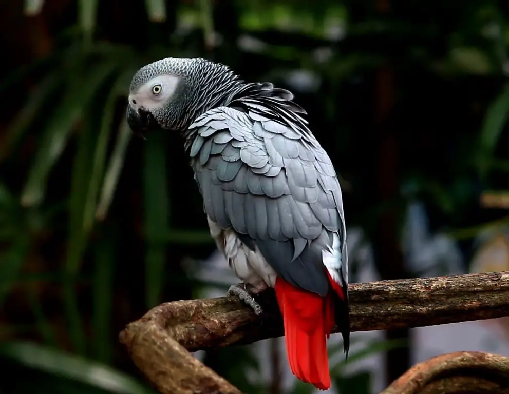 Cockatoo vs African Grey