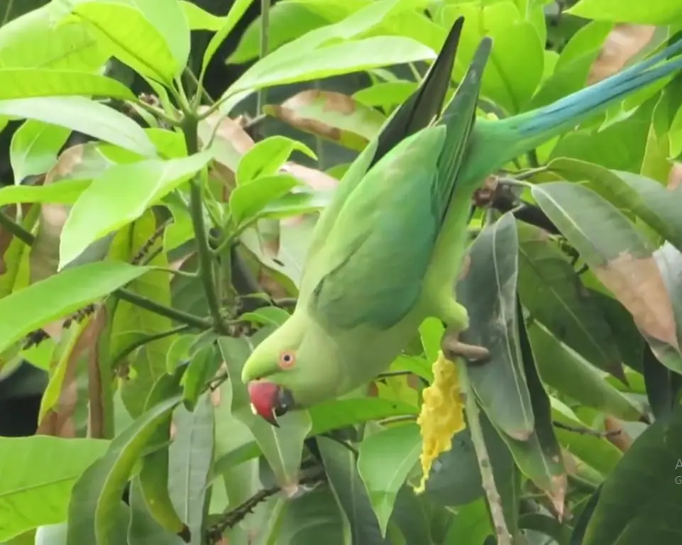 Parrots can Eat Mangoes