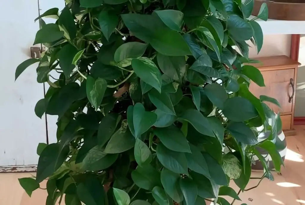 Is Pothos Plant Safe for bird