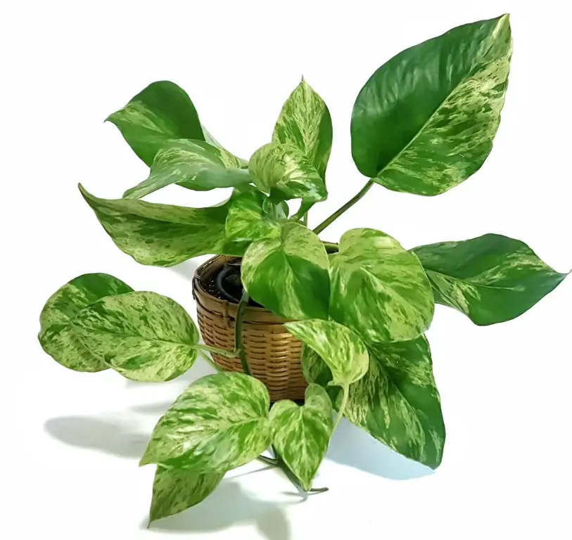 Is Pothos Plant Safe for bird