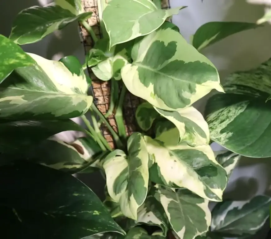 Is Pothos Plant Safe for bird