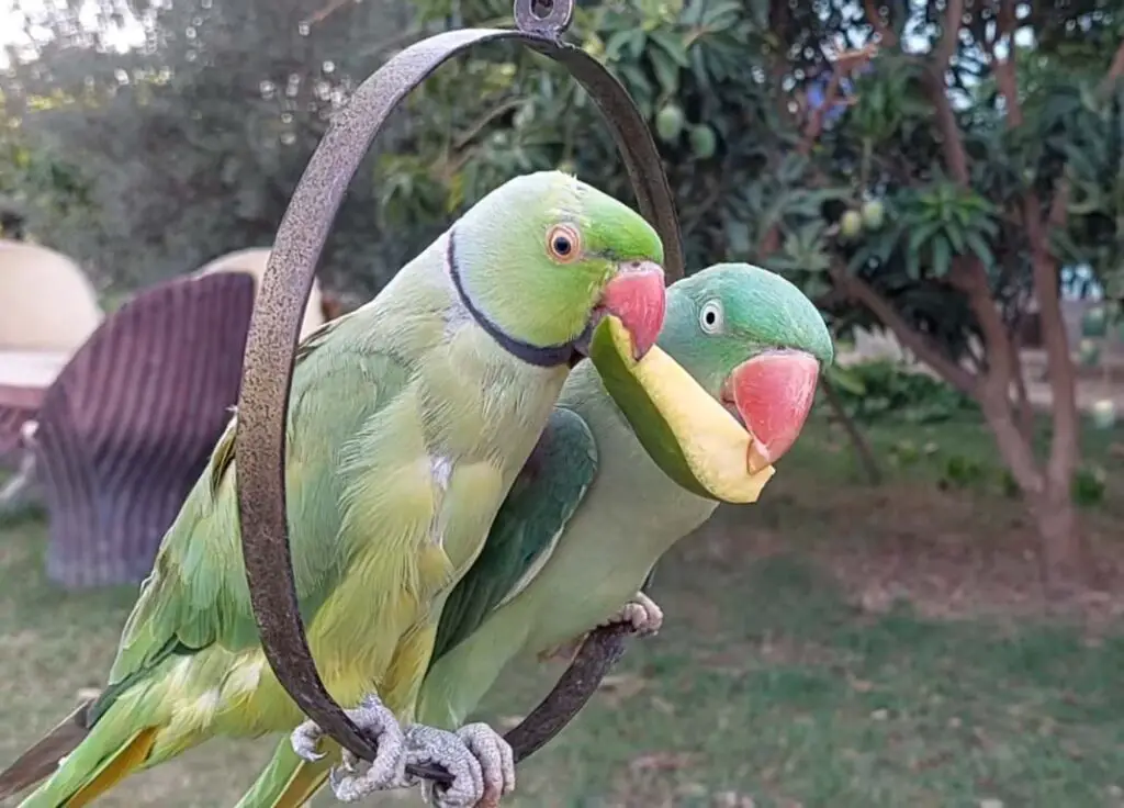 Can Parrots Eat Mangoes