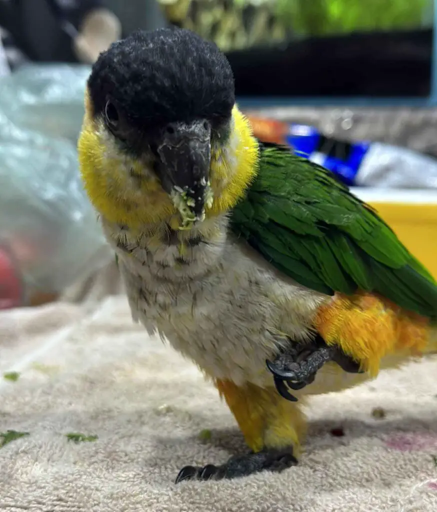 Are Caiques Good for Beginners?