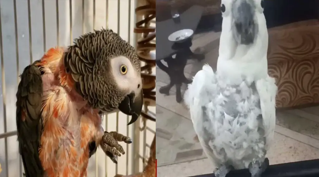 Do african grey and cockatoo Pluck Feathers?