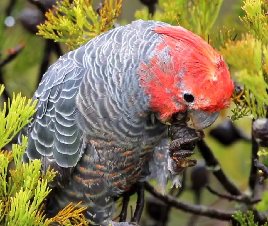 Cockatoo vs African Grey