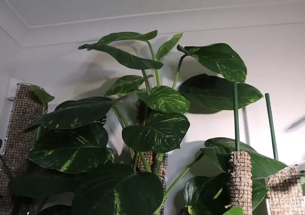 Is Pothos Plant Safe for bird