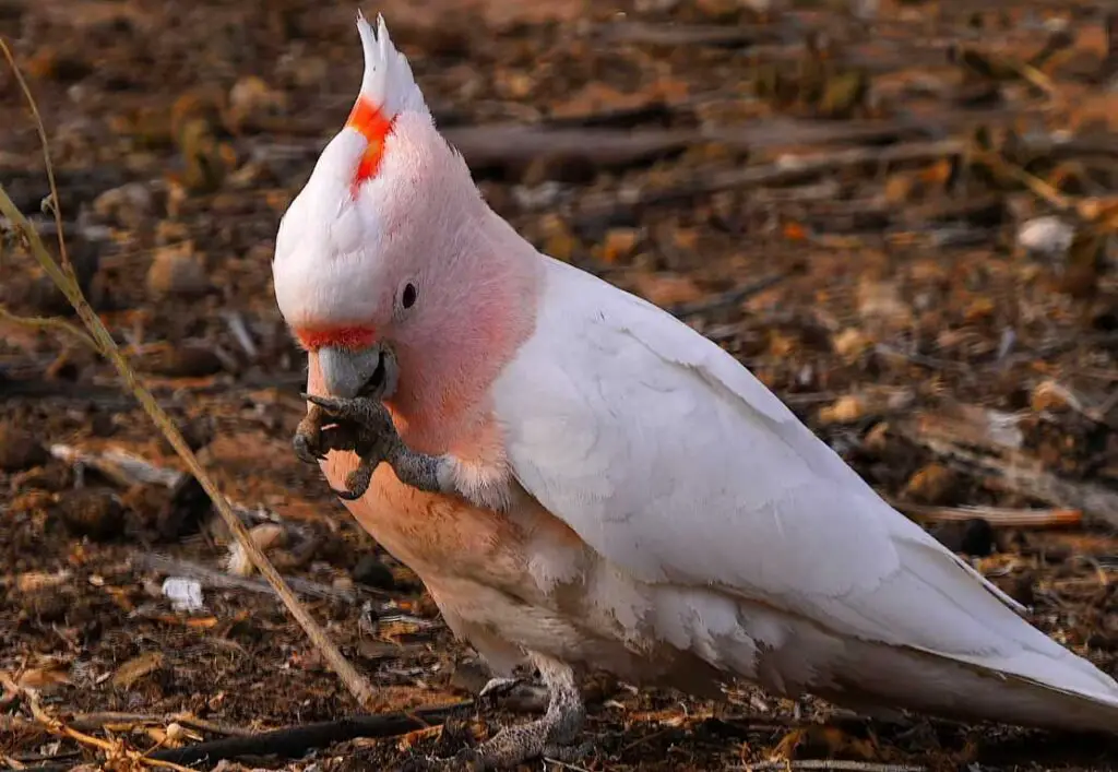 Cockatoo vs African Grey