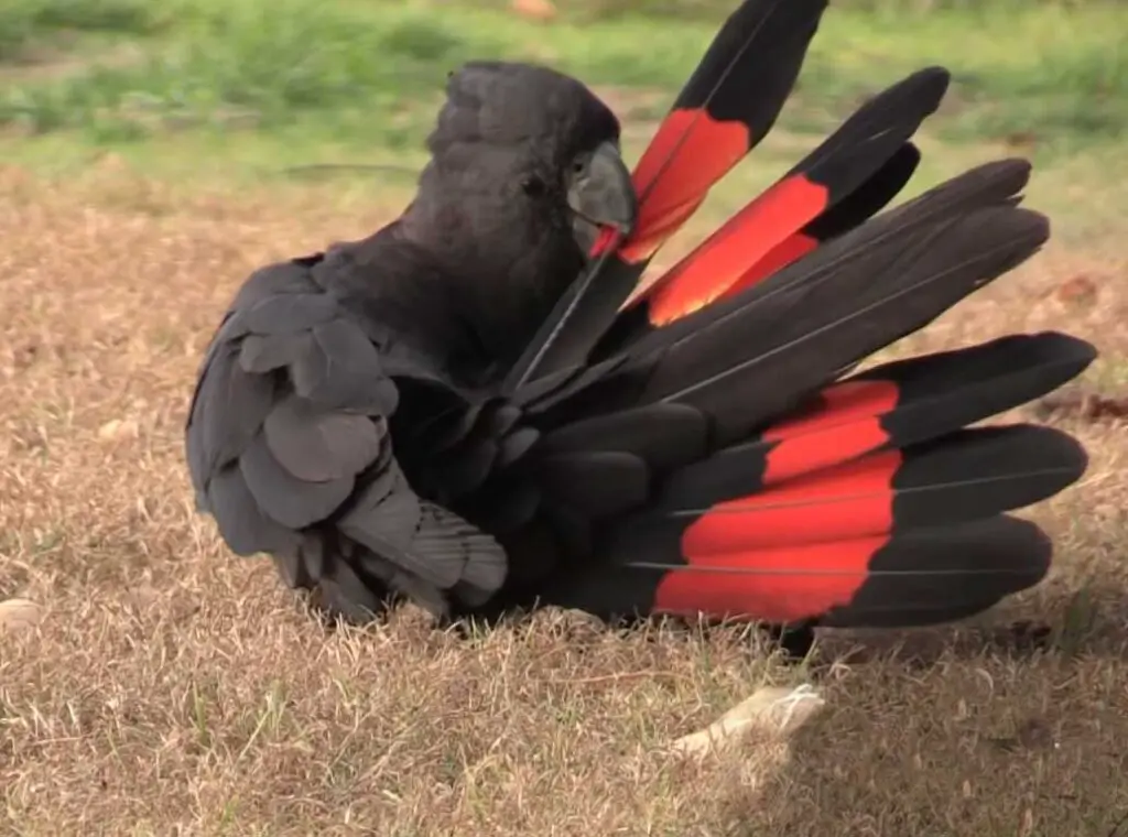 Cockatoo vs African Grey