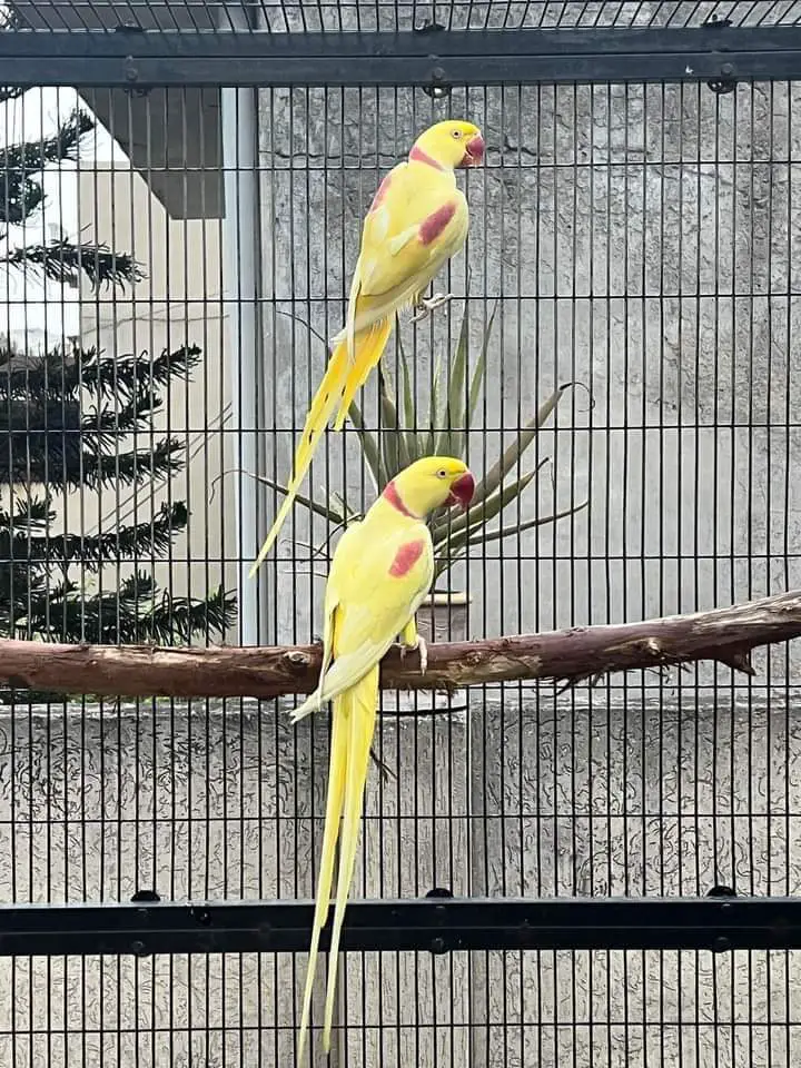 lutino alexandrine parrots