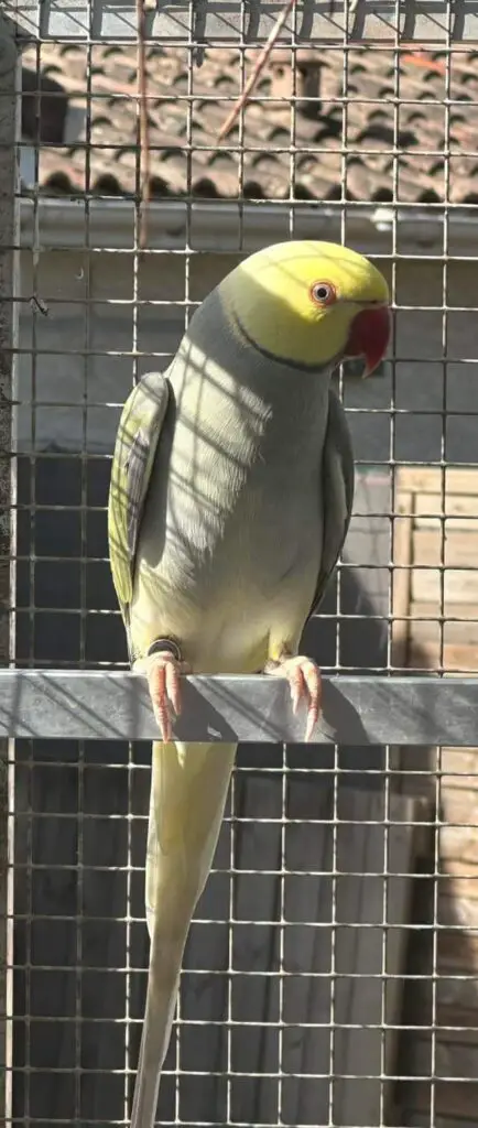 Alexandrine vs Indian Ringneck