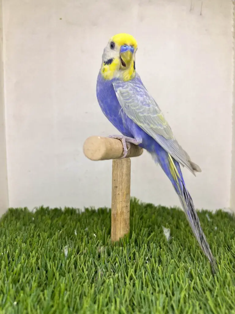 Budgies are usually sweethearts.